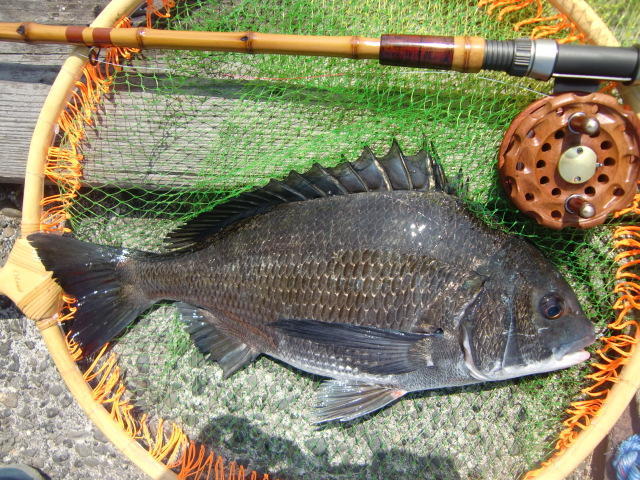 和竿 天明 中通し 黒鯛用へち竿 3本継