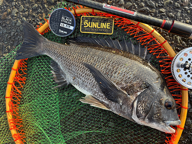 天明　和竿　チヌ 天明和竿チヌ